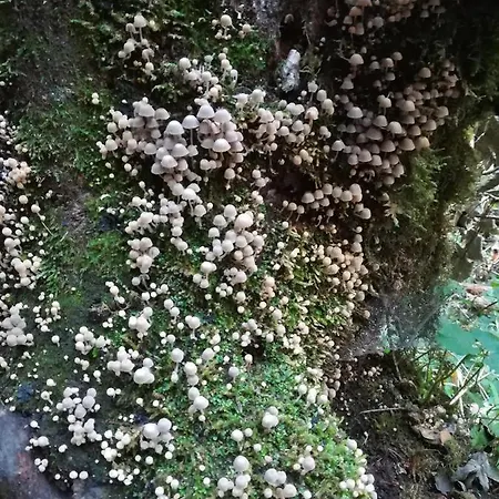 Hasenfratz * Löffingen