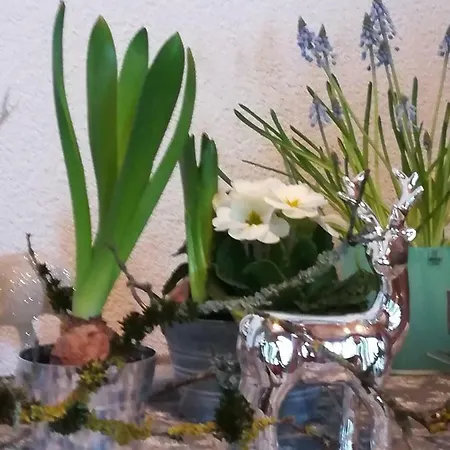 Hasenfratz Löffingen